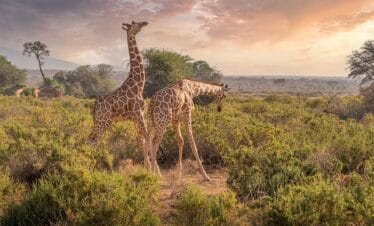 Samburu