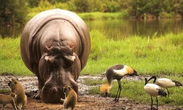Tsavo