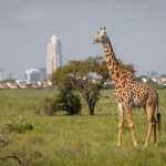 Nairobi national park
