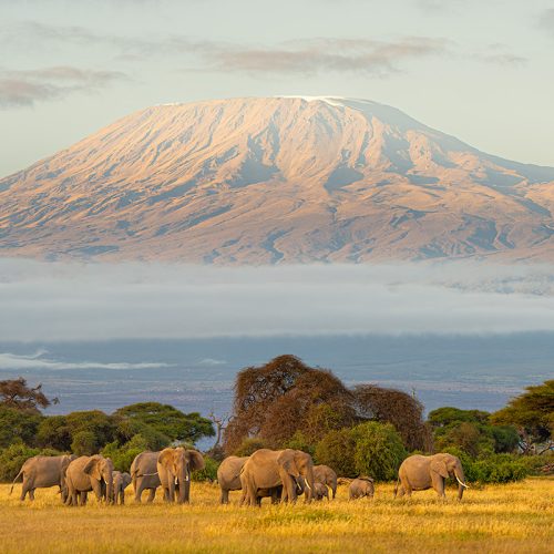 The Ultimate East African Safari